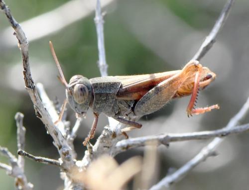 Réf. 242 460 : Calliptamus barbarus barbarus